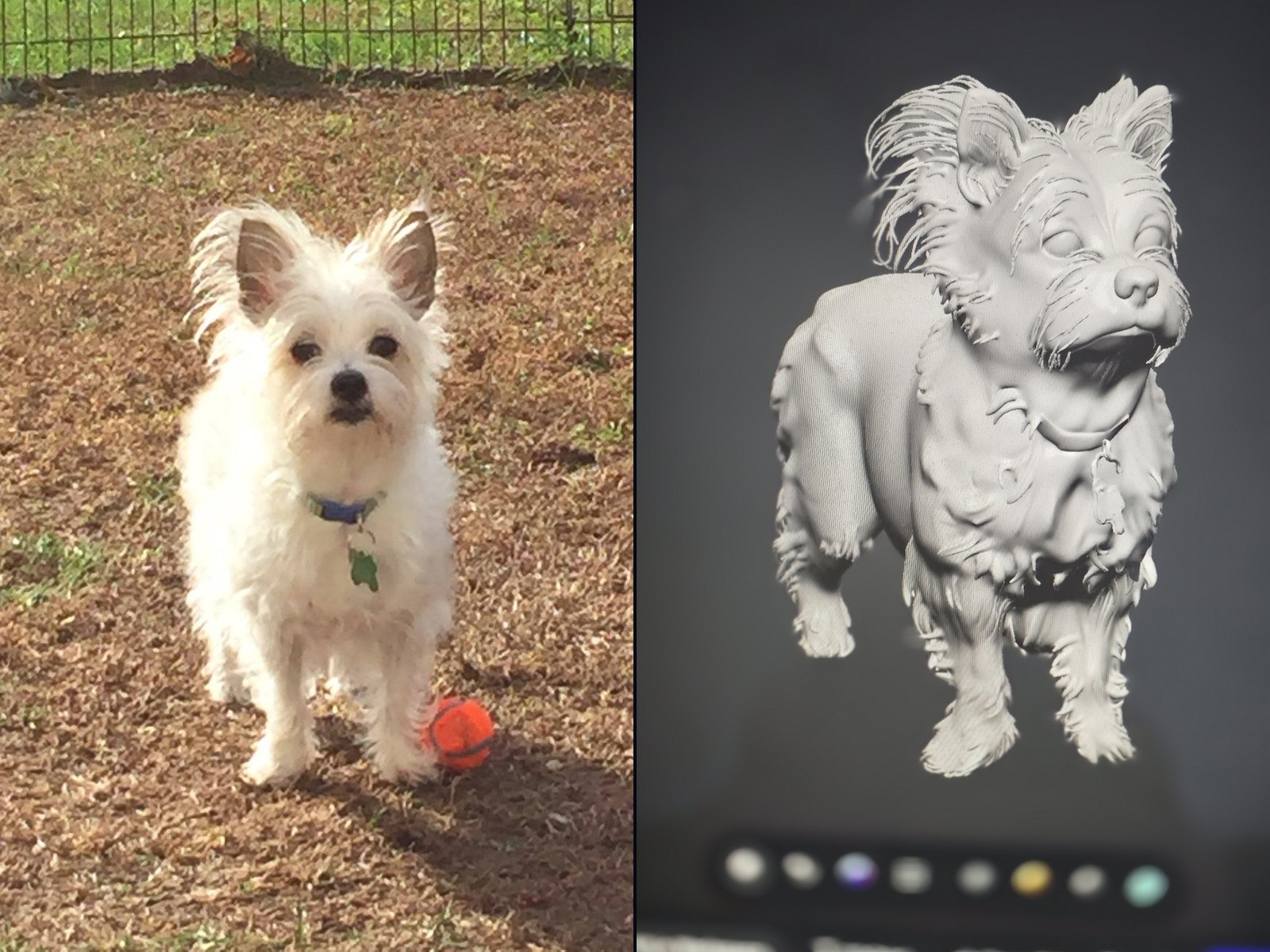 Reference photo of the dog next to its digital scan